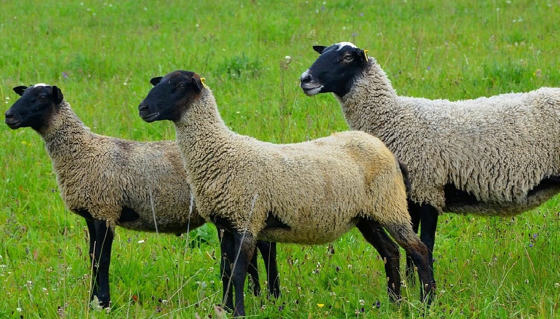 Наша Фазенда была построена по всем стандартам мирового уровня , что бы наши овцы жили в комфорте тепле и уюте! Романовские овцы содержаться в комфортабельных павильонах. Есть большой манеж для прогулки овец.
