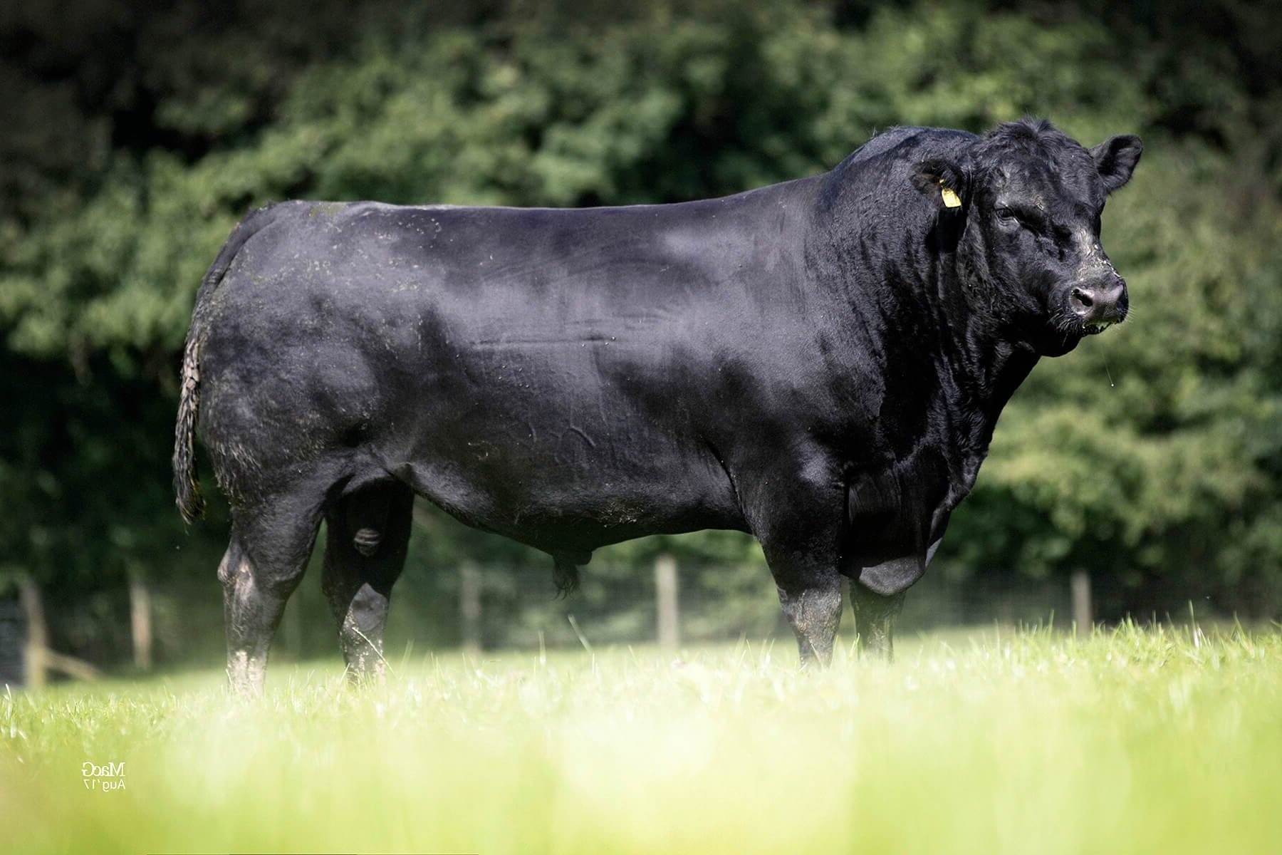 На ферме «LAKE FARM» реализуется часть межрегионального проекта компании по выращиванию крупного рогатого скота специализированной породы Абердин — ангус.